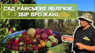 Збір та дегустація врожаю райських яблучок.