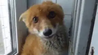 Лисенок