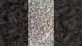 миллион сверчков #сверчки