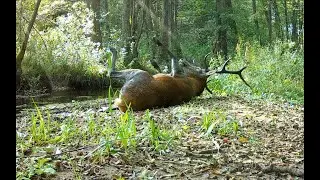 Что делают благородные олени осенью? / What do red deer do in the fall?