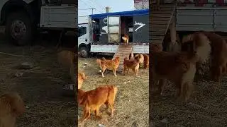 Adventures with a Golden Retriever - Outdoor Travel