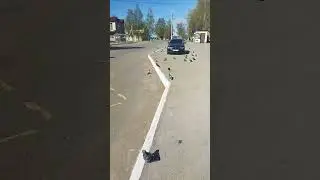Голуби мира это гуманоиды под прикрытием
