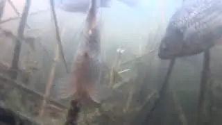 КАРАСЬ КЛЮЁТ в ОКТЯБРЕ!!!   (ПОДВОДНЫЕ СЪЁМКИ)