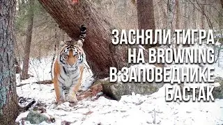 Amur tiger captured by trail camera in russian nature reserve