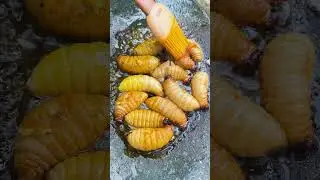 Coconut worms 