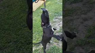 Арес насмотрелся на отца😅ЕСТЬ СВОБОДНЫЕ ЩЕНКИ89858905267 