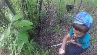 Грибники