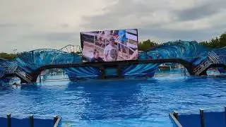 Seaworld Orlando - Killer Whales (April 2023)
