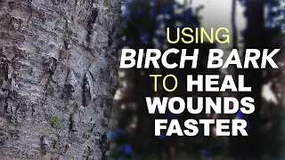 Using Birch Bark To Heal Wounds Faster