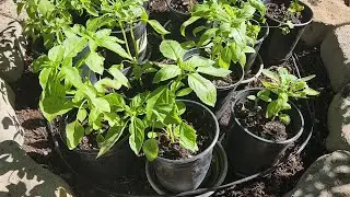 Sweet Basil From Seeds to Mature Plants (with all updates)