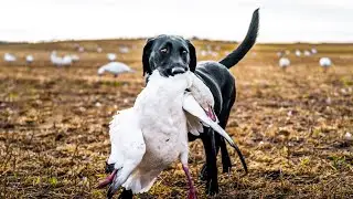 UNREAL Canada Snow Goose Hunting - 100+ Bird Day