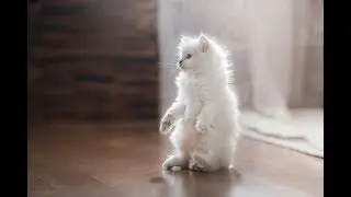 СМЕШНЫЕ КОТЫ●КОТИКИ●ПРИКОЛЫ С ЖИВОТНЫМИ●ПРИКОЛЫ С КОТАМИ●КОТИКИ ПРИКОЛЫ