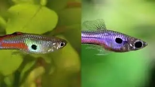 Guppy Selvagem Parte 01