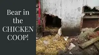 A Bear Got Into Our Chicken Coop