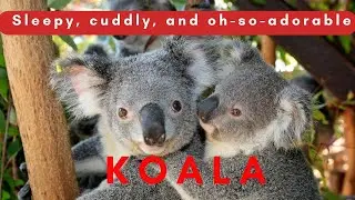 The Adorable Koala: Marsupials of Australia | 4k Nature(Ultra HD) | Nature's Sweet Tales.