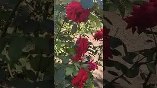 Добрый день! Волшебство осени!