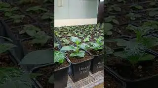 Мой результат черенкования крупнолистной гортензии почками 