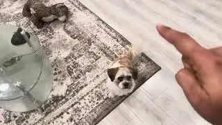 Our Tricolor pet Pluto catches treat in a split second 😀