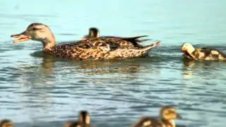 Gadwall - Duck Species Profile