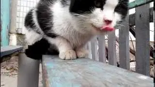 КОТ С ЯЗЫКОМ