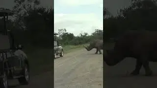 Rhino Attacks Car