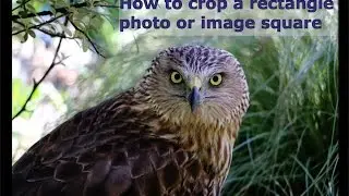 crop a rectangle photo square, using gimp