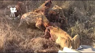 Lion feeding with hyenas