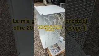 Le mie gabbie New Canariz di oltre 20 anni. Prima e dopo il trattamento.