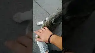 güvercin avcısı kedi 😂