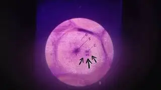 Meiosis in a Micro-Slide-Viewer