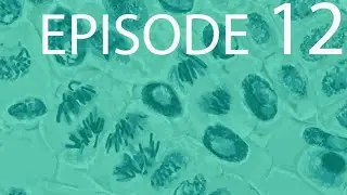 Episode 12 - The Cell Cycle