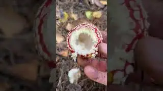 Огромная поляна МУХОМОРОВ! Собираем и радуемся!) 