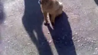 Monkey pulls off girls dress