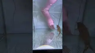 Electrocuted By an Electric Catfish!