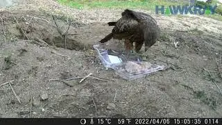 Hawkray Trail Camera 20MP 1080P