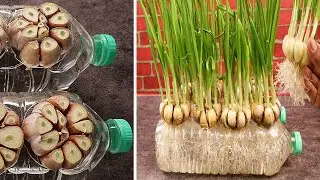 The easiest way to grow garlic, just 15 days can be used to cook.?