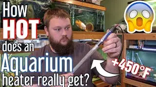 How hot do aquarium heaters get? - Let's find out!