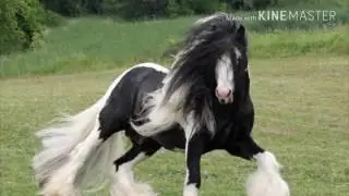 Furry Horses