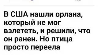 "Утренний Костян: прогулка с Луной"(2)