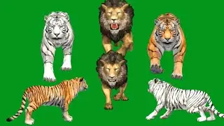 Lion vs Tigers Running With Sound HD Green Screen Blue Screen Black Screen Video