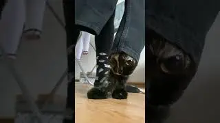 это кот