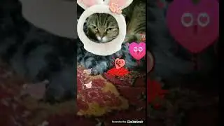 Моя кошка.