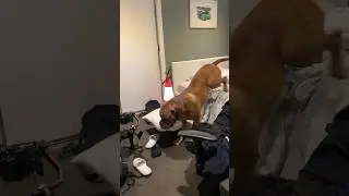 Boerboel Wake Up Time Big Brother