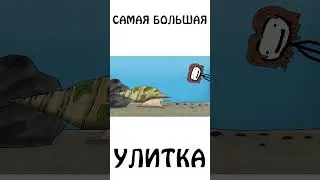 Как вам самая большая улитка ? 