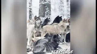 wolf spirit...