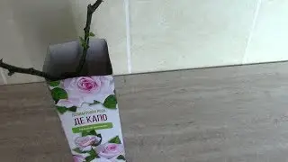 Роза в Коробке из 