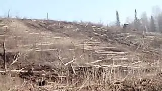 Лесоповал
