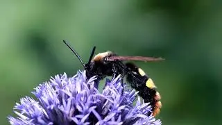 Scolia Hirta, Fujifilm X-S10, 240fps