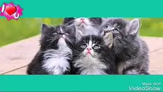 Милые котята