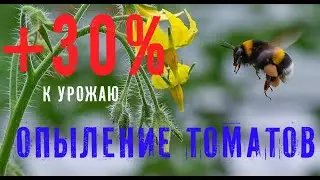 ОПЫЛЕНИЕ ТОМАТОВ (+30% К УРОЖАЮ)